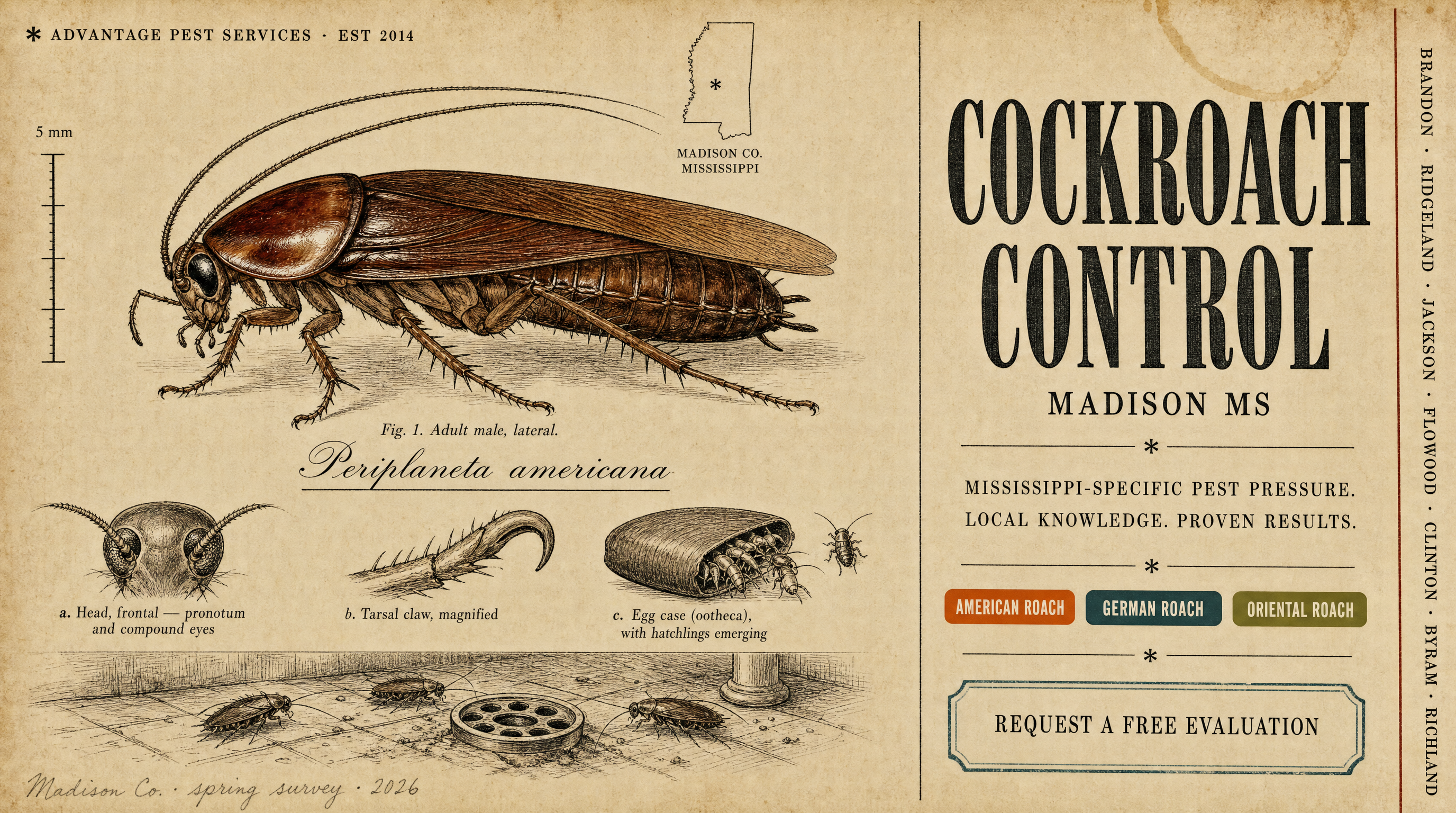 Field-guide plate of the American cockroach (Periplaneta americana) for Advantage Pest Services, Madison MS