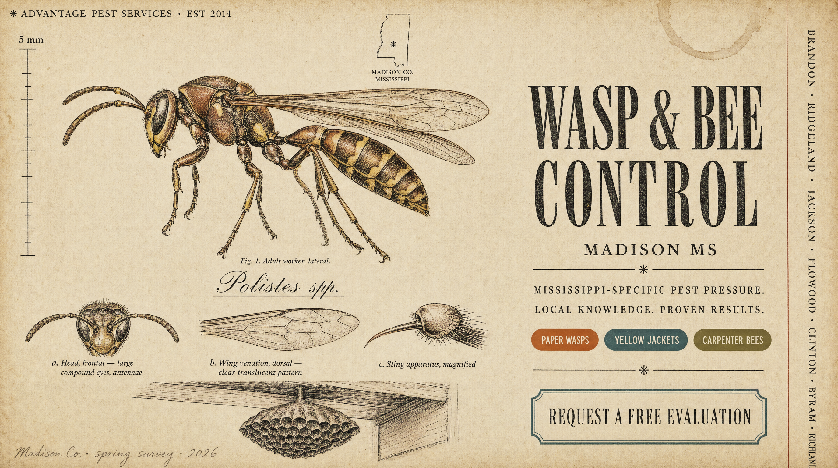 Field-guide plate of the paper wasp (Polistes spp.) for Advantage Pest Services, Madison MS